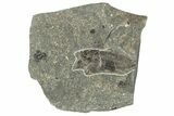 Oligocene Fossil Percoid Fish (Oligoserranoides) - Poland #320647-1